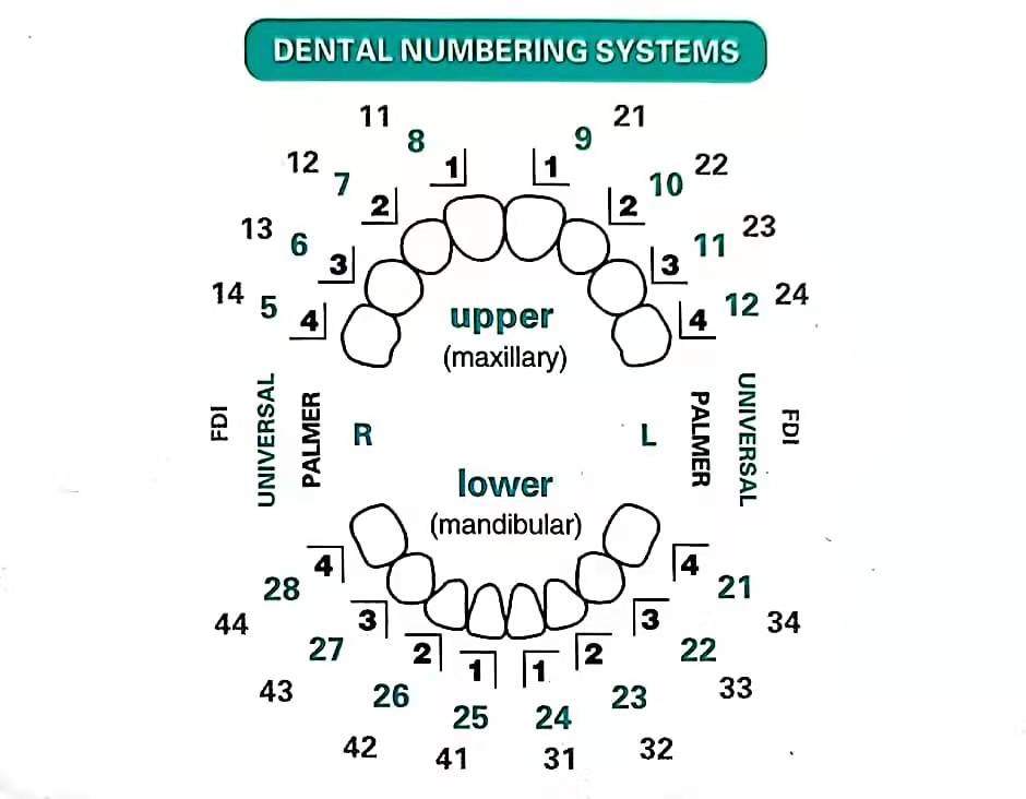 32 Pcs Set Cetakan Veneer Gigi - Teeth Whitening Moulds ulasan dan harga
